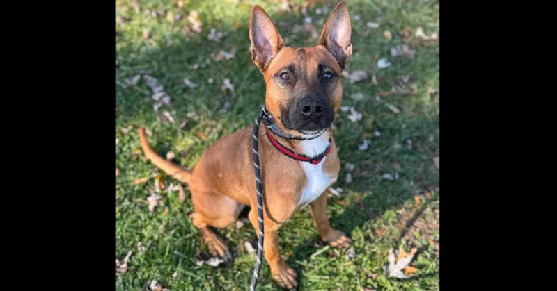 Fireball thumbnail 4