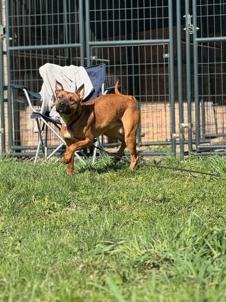 Fireball thumbnail 5