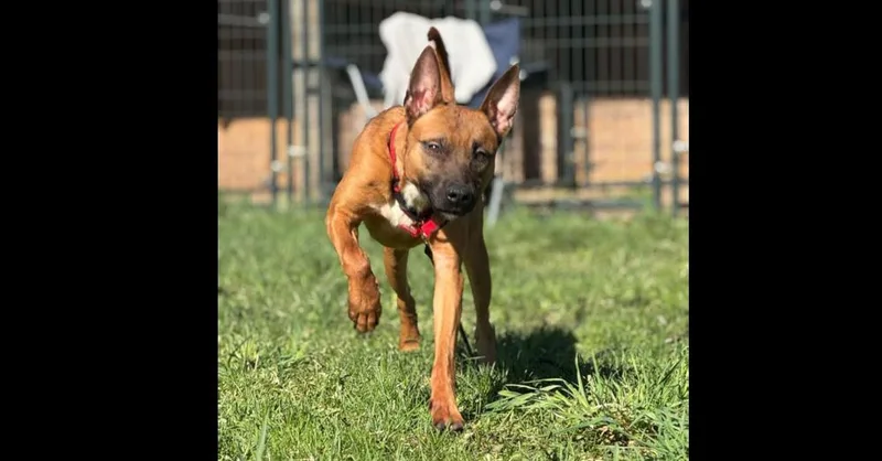 Fireball thumbnail 6