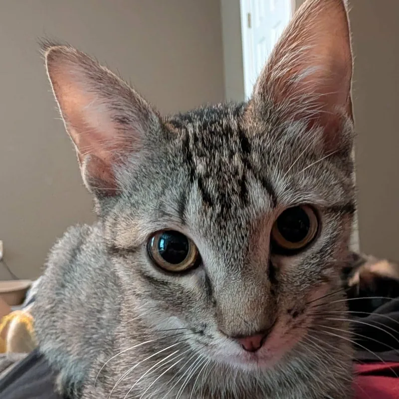 A baby medium-sized female Tabby (Brown / Chocolate) Domestic Short Hair cat named Violet for adoption in Memphis, TN