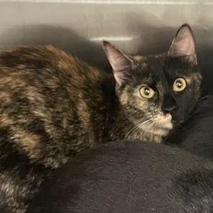 An adult medium-sized female Tortoiseshell Domestic Short Hair cat named Olivia for adoption in Port Charlotte, FL