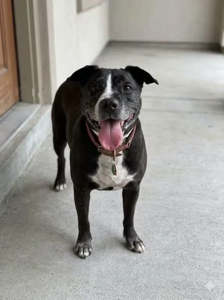 An adult medium-sized female Black Australian Cattle Dog / Blue Heeler dog named Luna for adoption in Cranston, RI