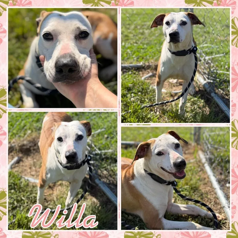 Willa