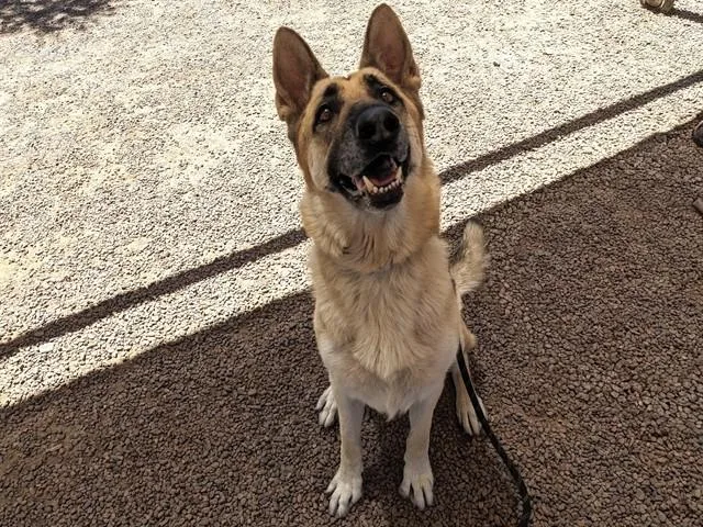 A young large-sized male German Shepherd Dog dog named Coffee Cake for adoption in Phoenix, AZ