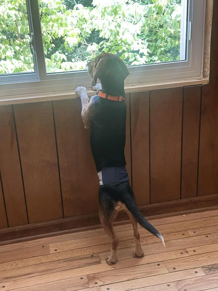 A young small-sized male Beagle dog named Bo for adoption in Chattanooga, TN