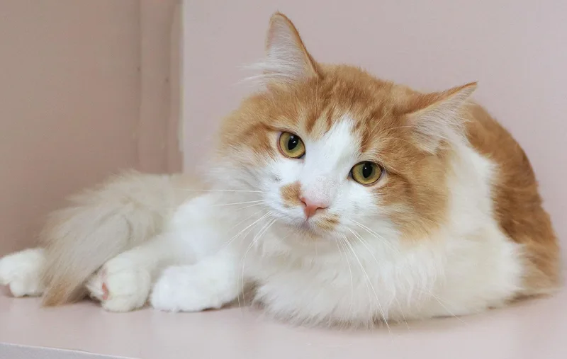 An adult medium-sized male Domestic Long Hair cat named Baklava for adoption in Cincinnati, OH