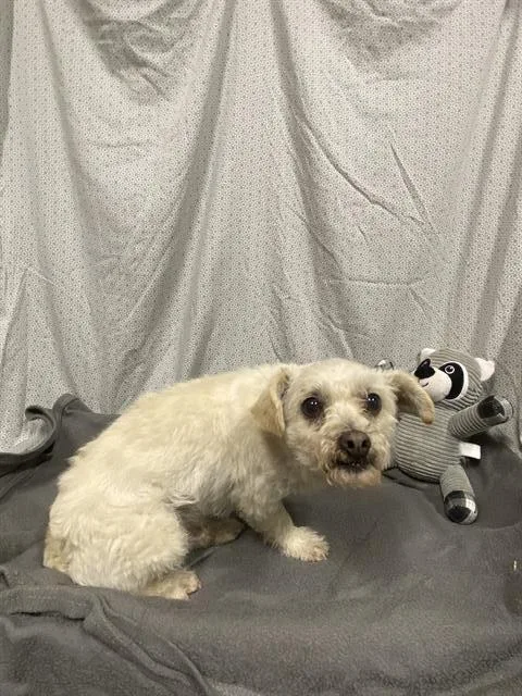 A young small-sized male Havanese dog named A for adoption in Modesto, CA