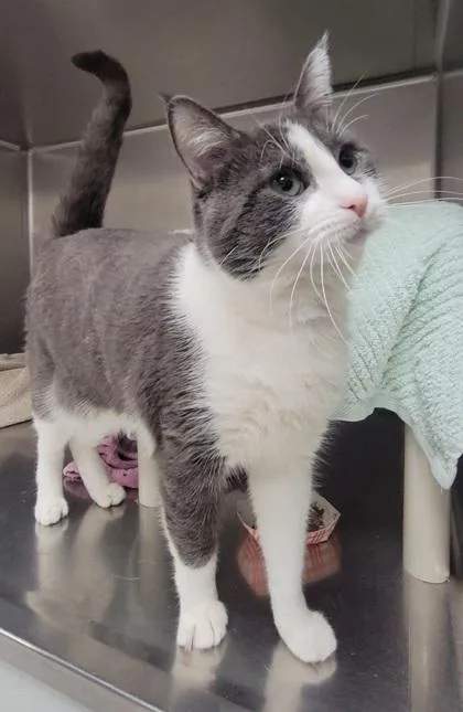 A baby medium-sized male Domestic Short Hair cat named Theo for adoption in Elmira, NY