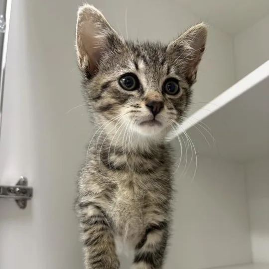 A baby small-sized male Domestic Short Hair cat named Cosmo for adoption in Jackson, MI