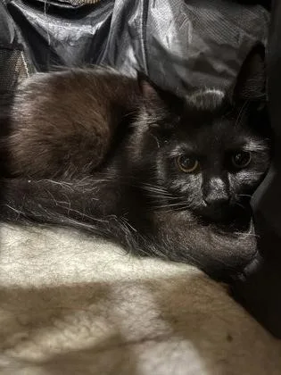 An adult medium-sized male Domestic Short Hair cat named Buster Rhymes for adoption in Cincinnati, OH