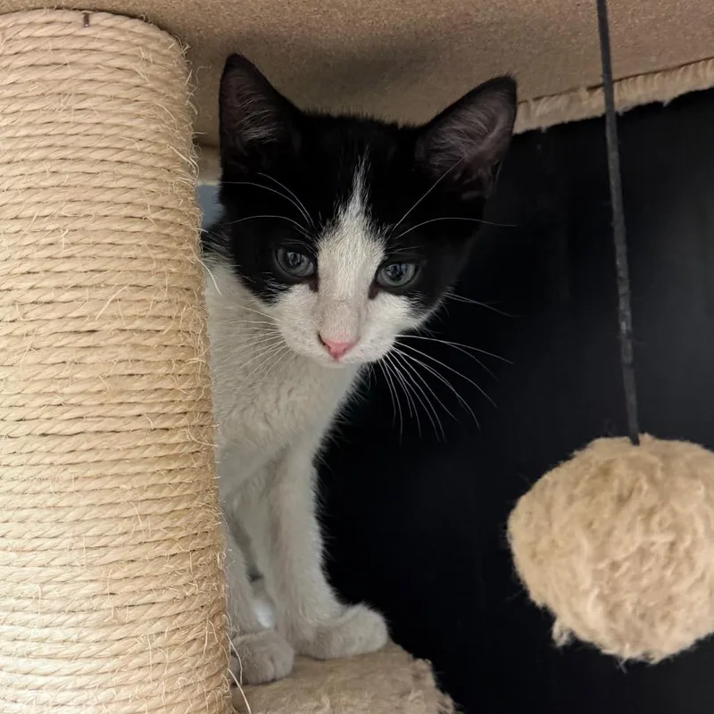 A baby small-sized male Black Domestic Short Hair cat named Ronaldo for adoption in Naperville, IL