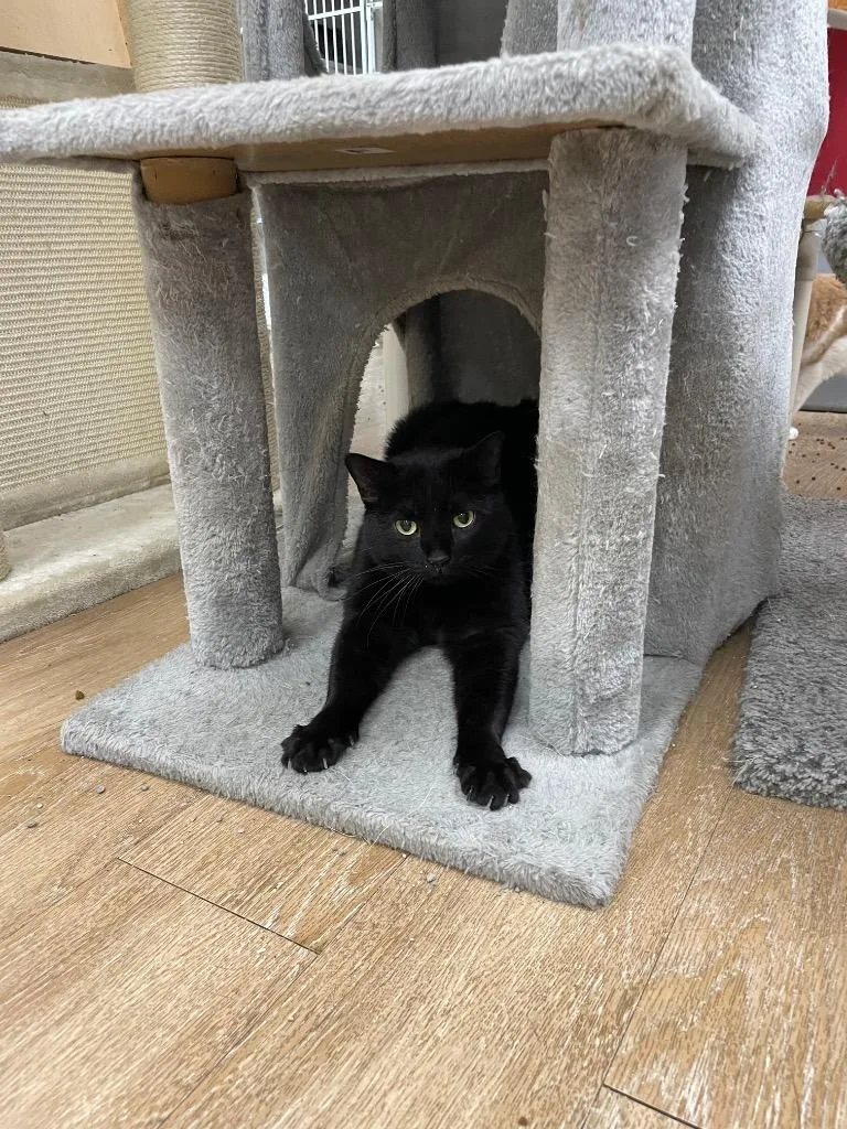 A young medium-sized female Domestic Short Hair cat named Catarina for adoption in Corpus Christi, TX