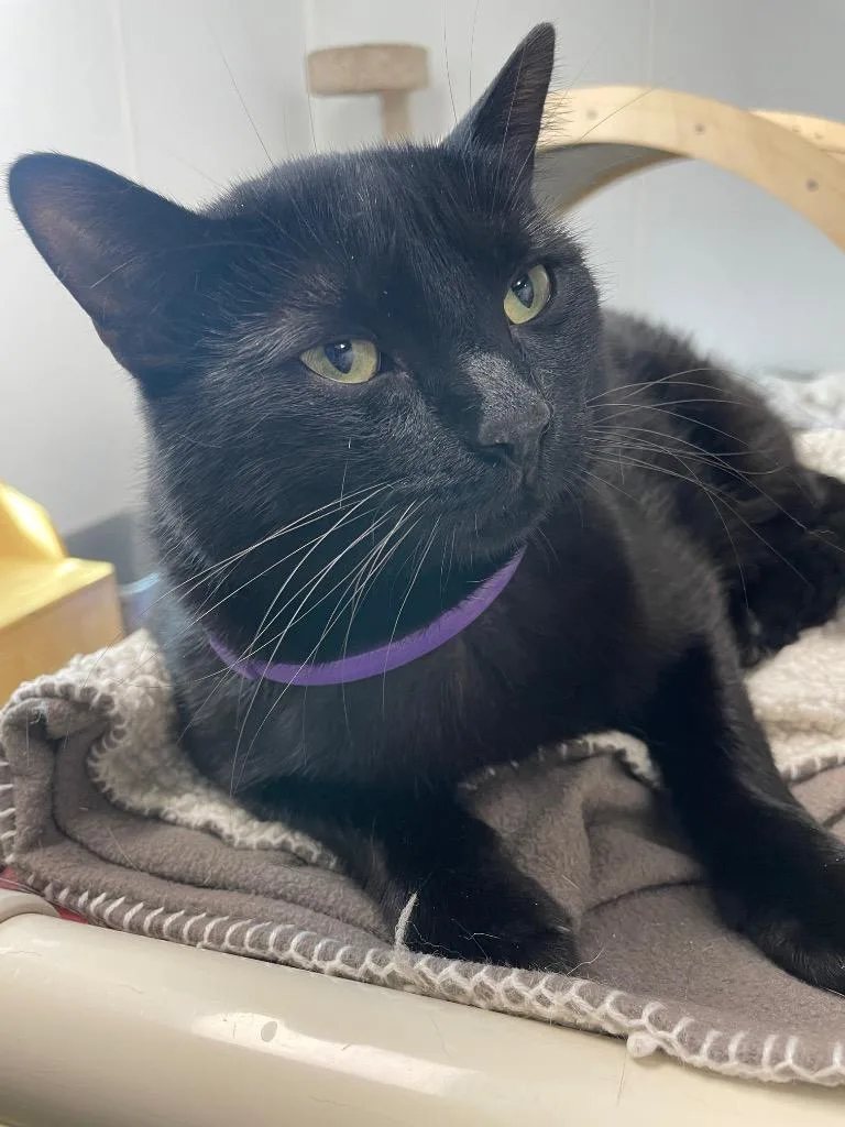 Catarina thumbnail 3