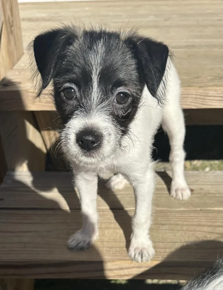 Millie Bob’s Burgers