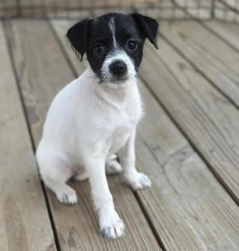 Millie Bob’s Burgers thumbnail 2