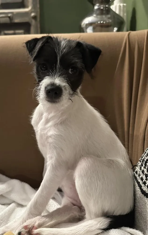 Millie Bob’s Burgers thumbnail 3