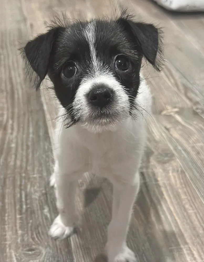 Millie Bob’s Burgers thumbnail 4