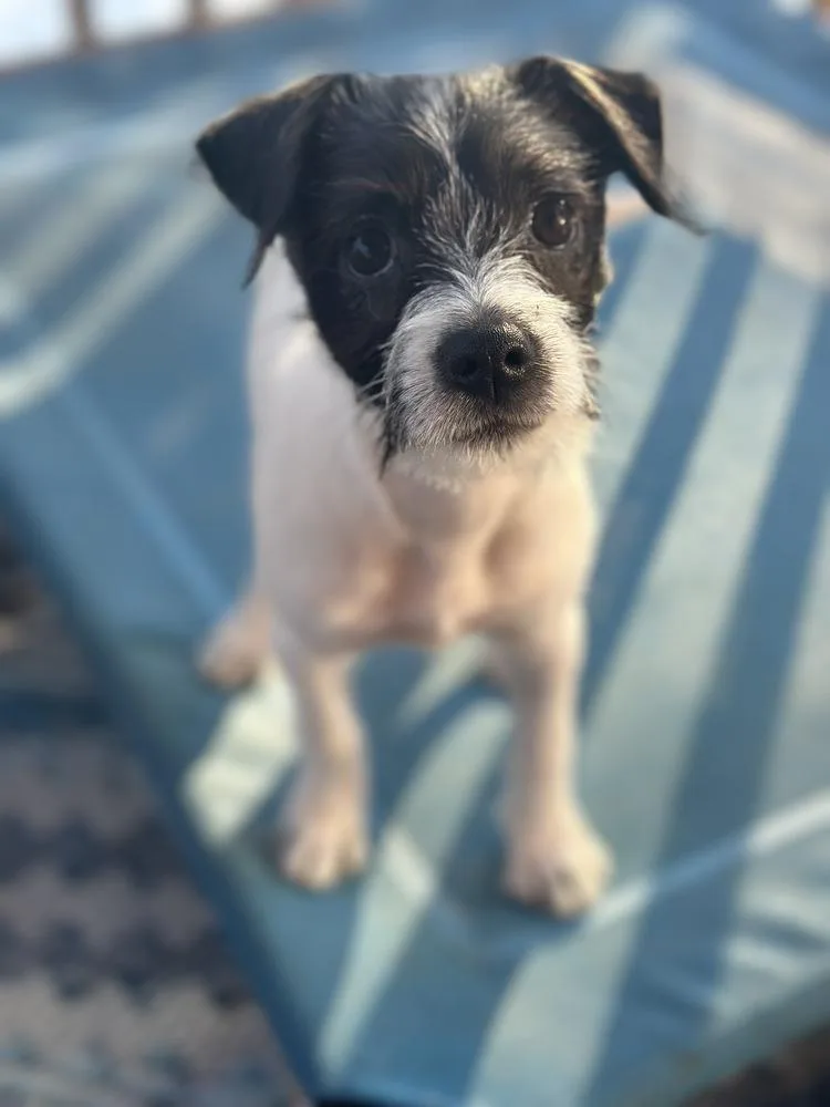 Millie Bob’s Burgers thumbnail 5