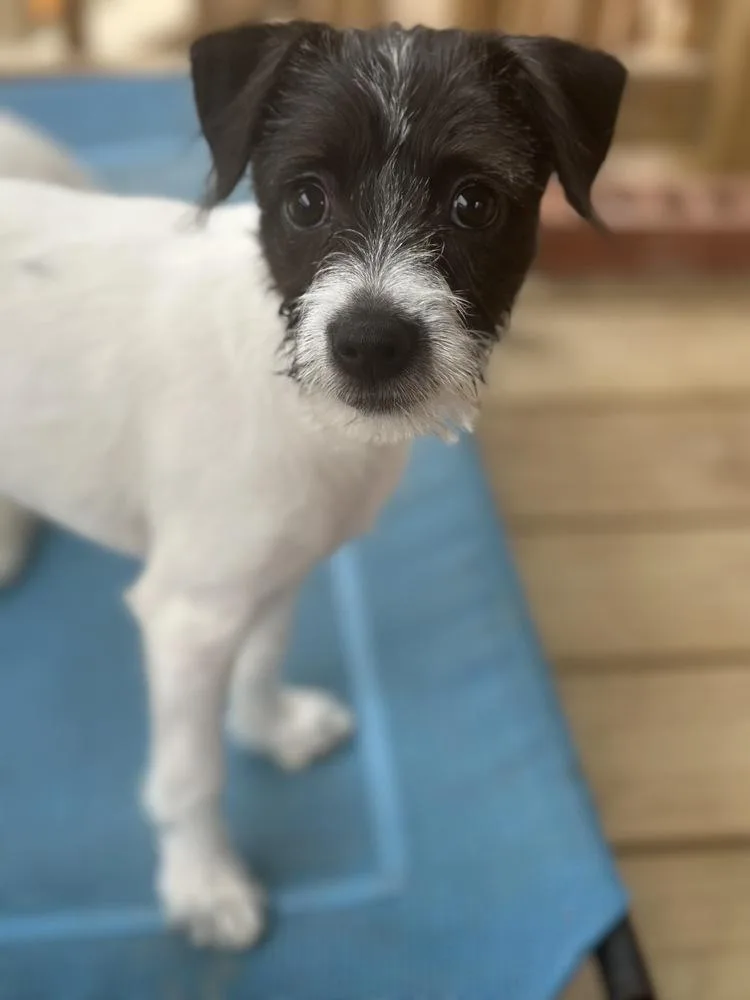 Millie Bob’s Burgers thumbnail 6