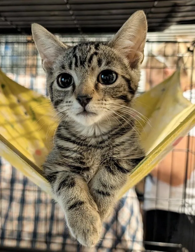A baby medium-sized male Brown / Chocolate Domestic Short Hair cat named Teddy for adoption in Emerald Isle, NC