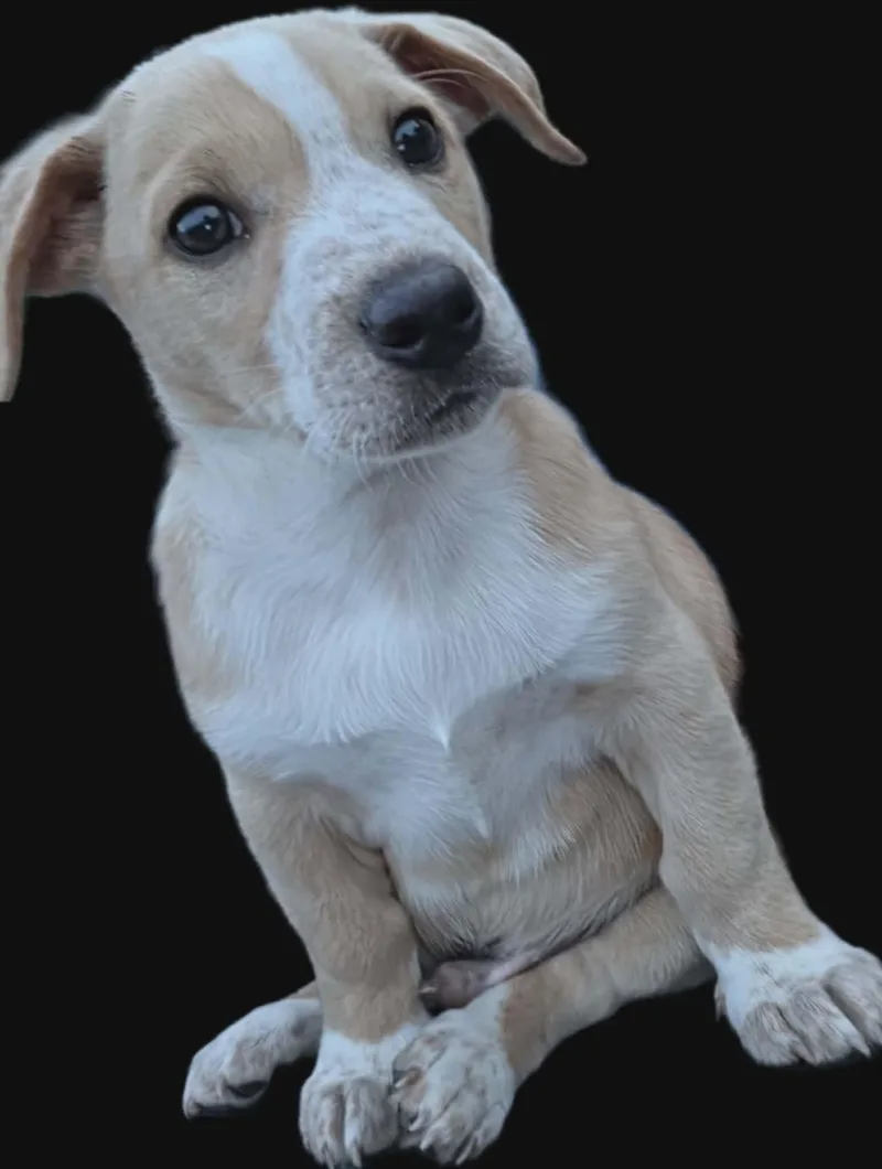 A baby small-sized male Beagle dog named Jasper for adoption in Springville, NY