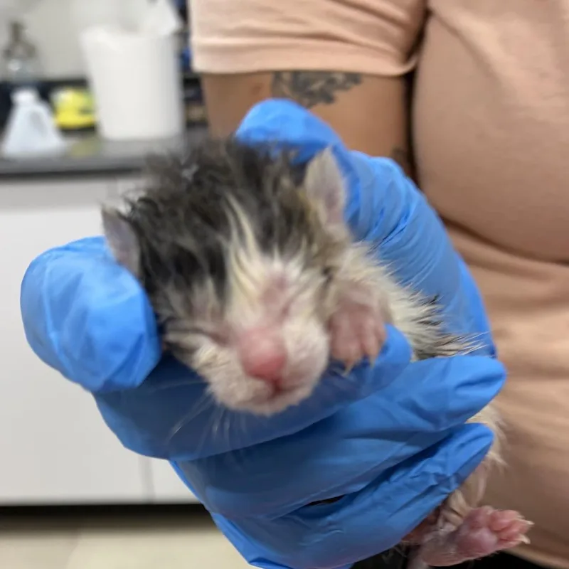 A baby small-sized female Calico Domestic Short Hair cat named Felicia for adoption in Newark, NJ