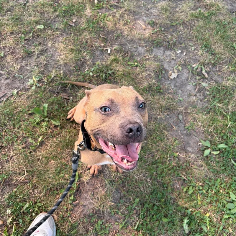 An adult medium-sized male Brown / Chocolate Mixed Breed dog named Croc for adoption in Hinsdale, IL