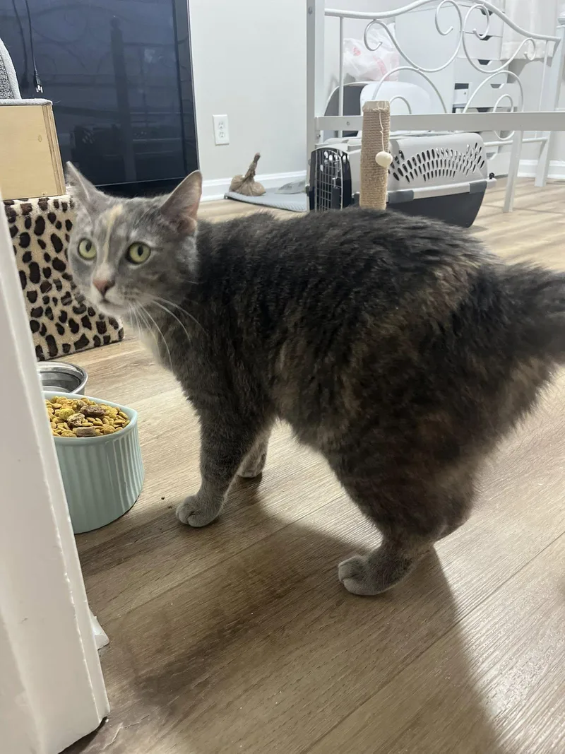 Stargirl thumbnail 2