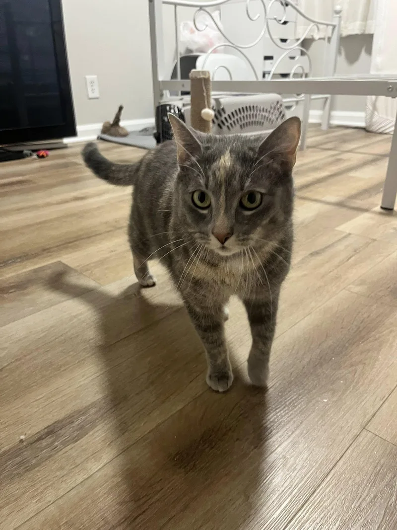 A baby medium-sized female Dilute Tortoiseshell Dilute Tortoiseshell cat named Stargirl for adoption in Clarksville, TN