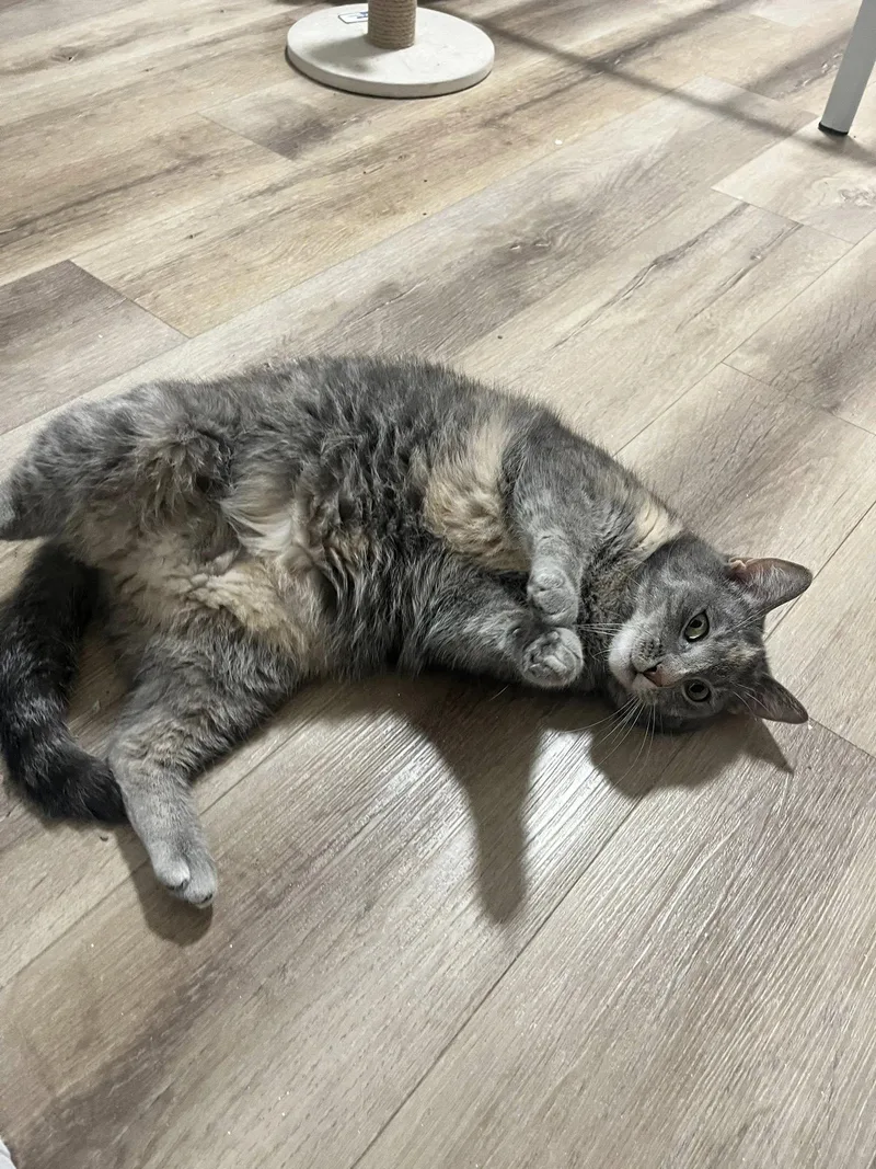 Stargirl thumbnail 3