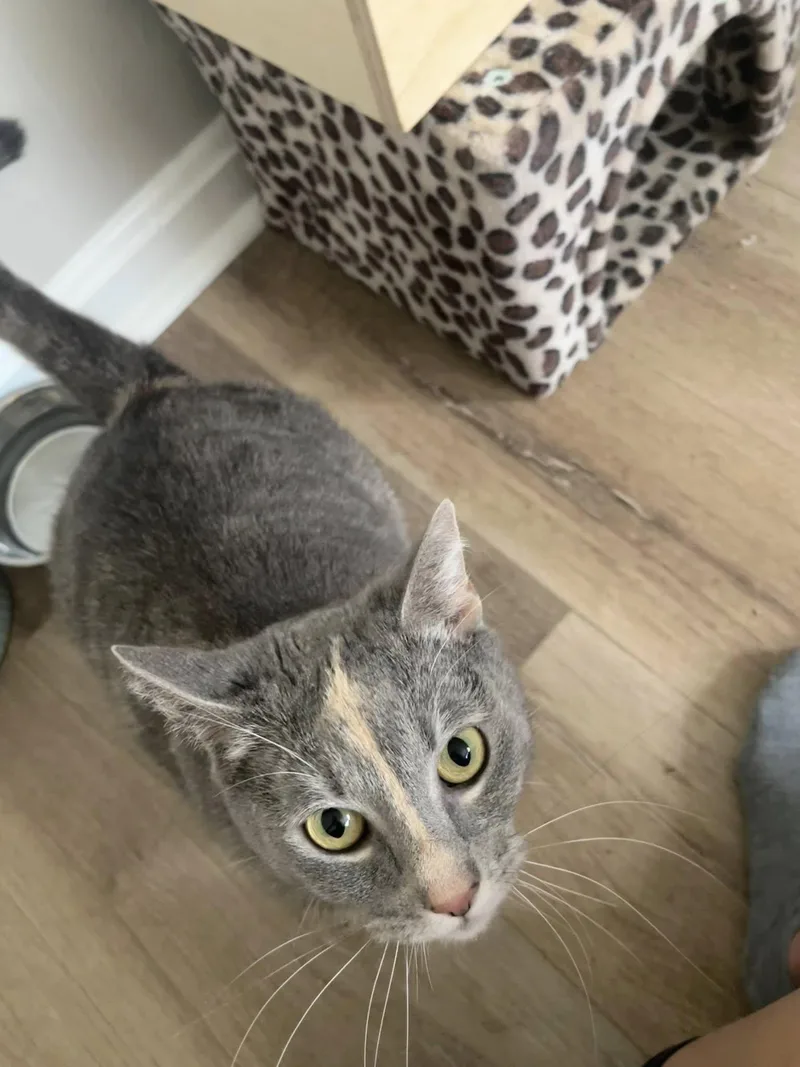 Stargirl thumbnail 4