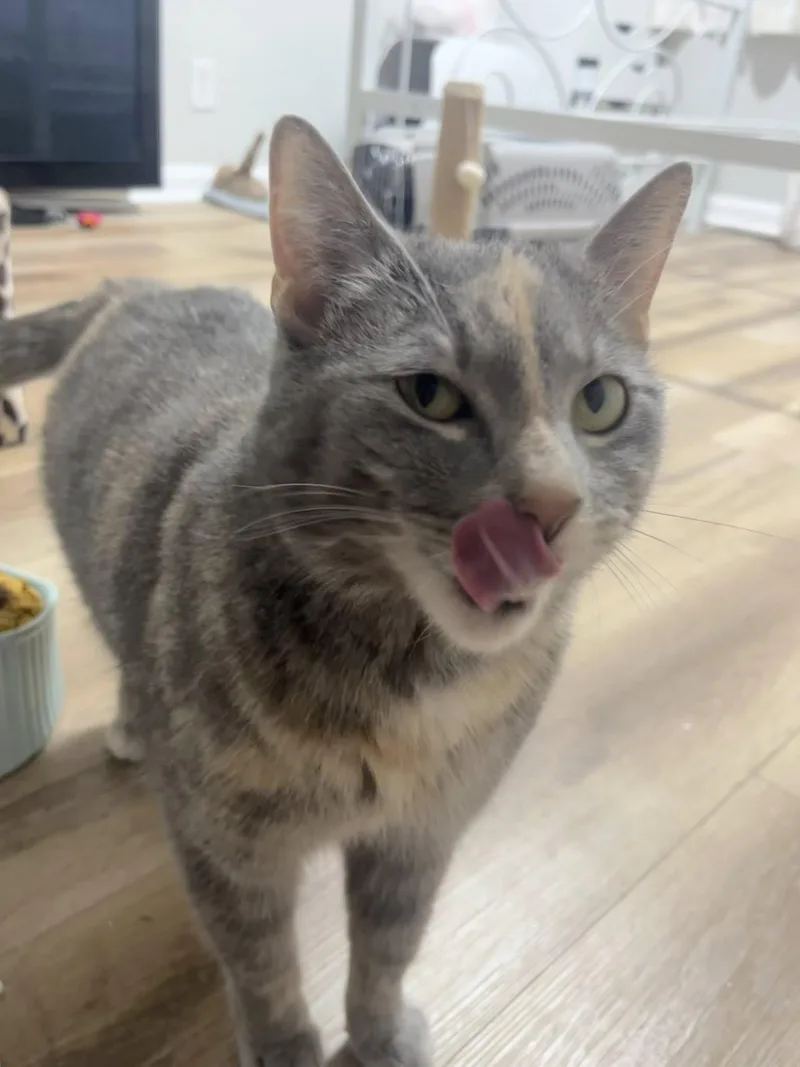 Stargirl thumbnail 5