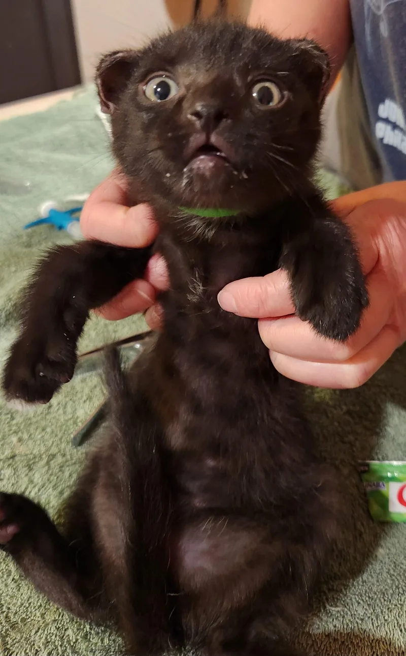 A baby medium-sized male Black Domestic Short Hair cat named Mike TysonPersonality & Charm for adoption in Laurel, MD