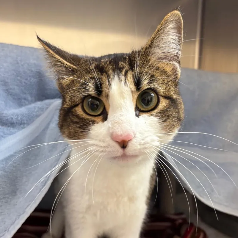 A young medium-sized male Brown / Chocolate Domestic Short Hair cat named Koa for adoption in Springfield, MA