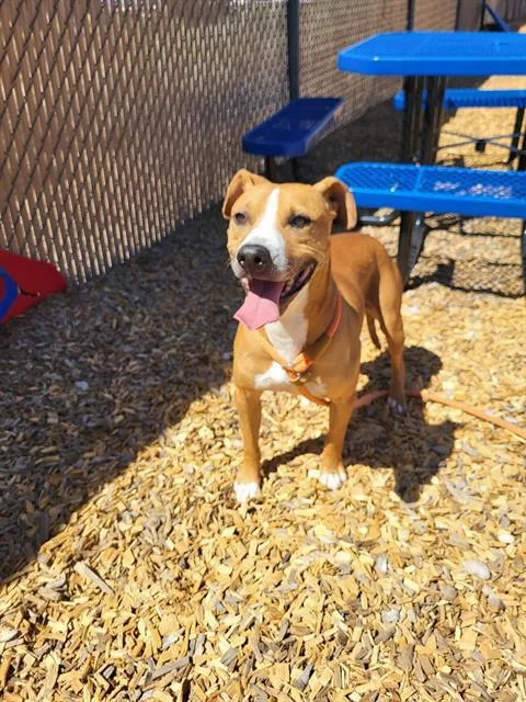 An adult small-sized male Pit Bull Terrier dog named Roman for adoption in Albuquerque, NM