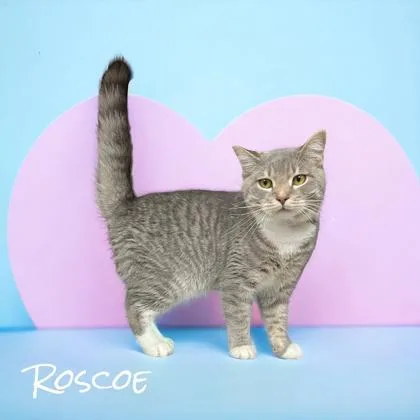 Roscoe