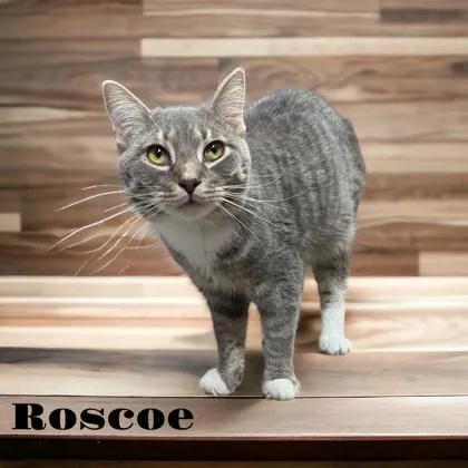 Roscoe thumbnail 2