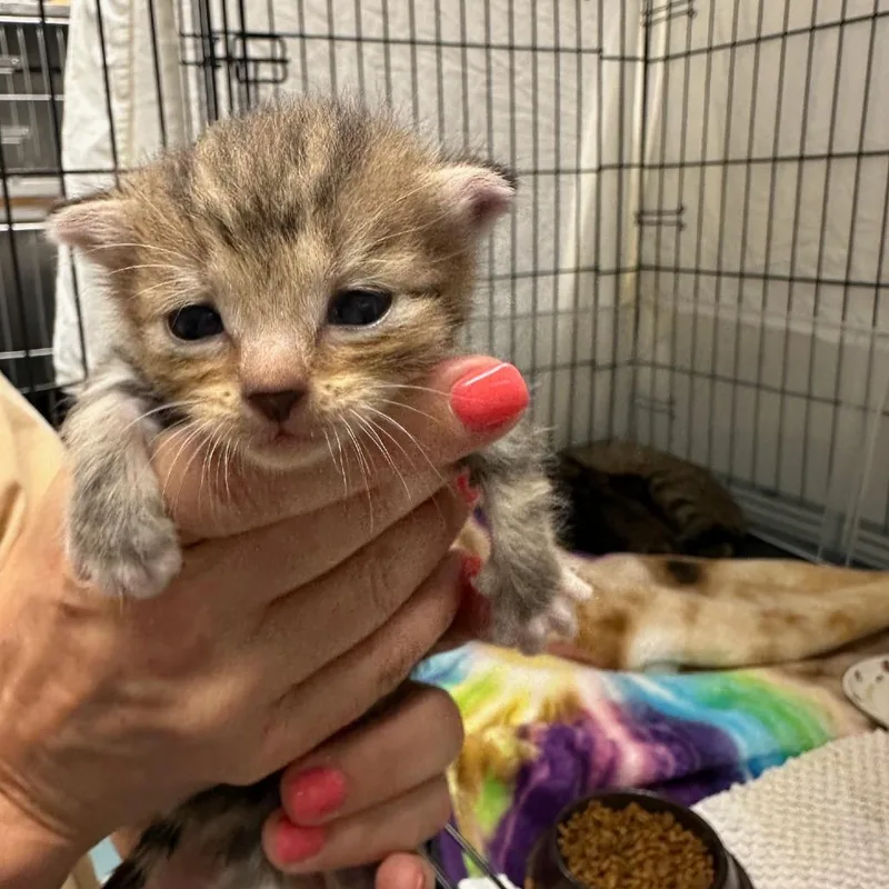 A baby small-sized male Brown / Chocolate Domestic Short Hair cat named Herc for adoption in Austin, TX