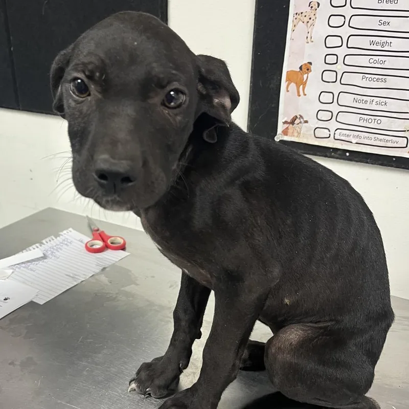 A baby small-sized female Black Labrador Retriever dog named Pepper Jack for adoption in Birmingham, AL