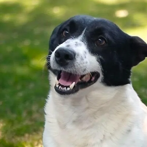An adult medium-sized male Harlequin Border Collie dog named Petey for adoption in Ravenna, KY