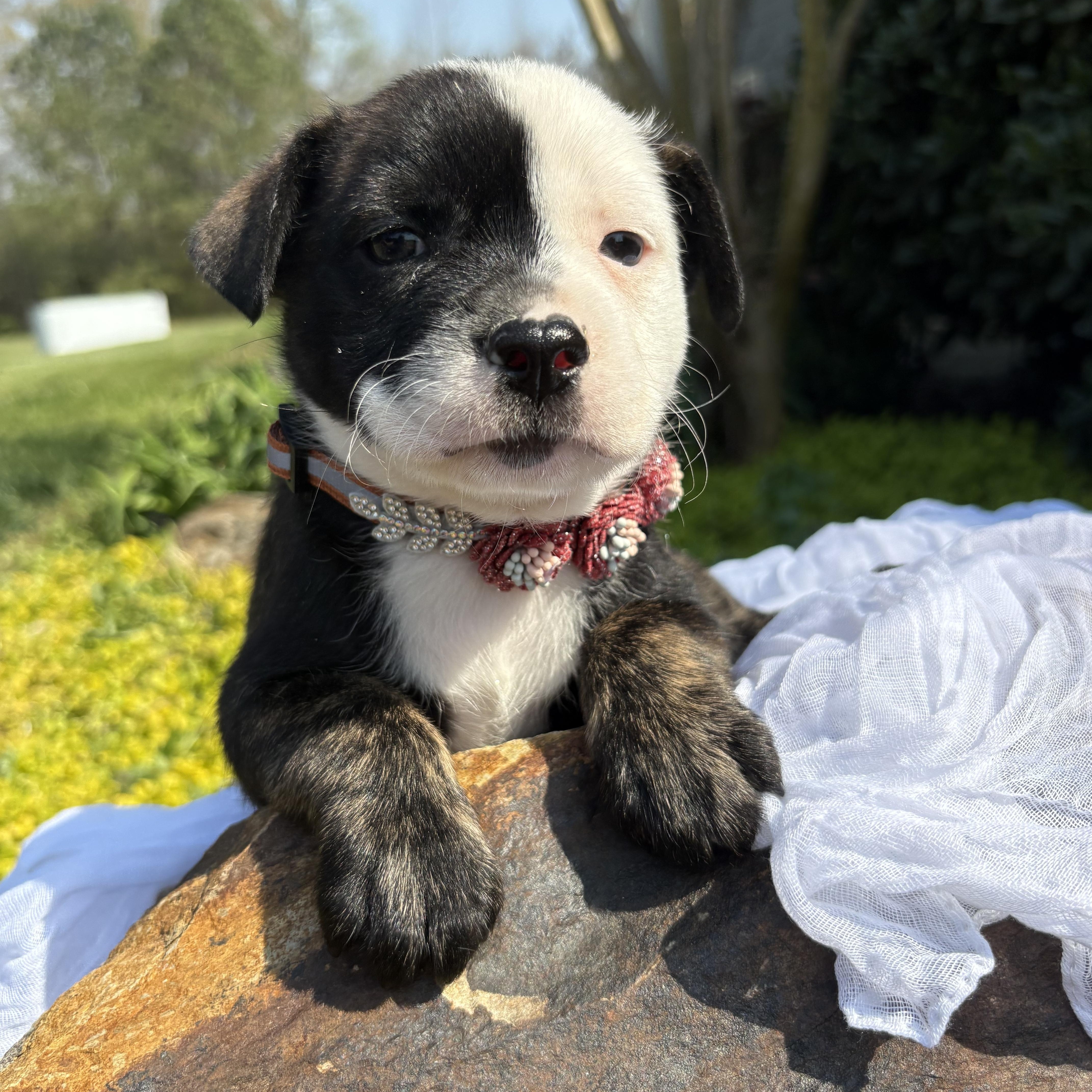 Juliette thumbnail 3