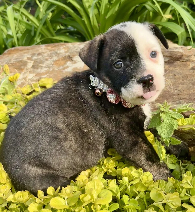 Juliette thumbnail 4