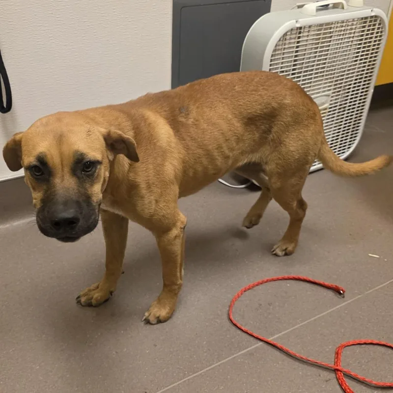 A young medium-sized female Yellow / Tan / Blond / Fawn Black Mouth Cur dog named Katrina Von Tassel for adoption in Norman, OK