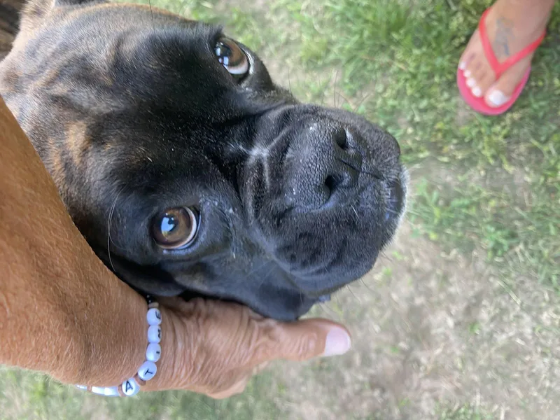 A young medium-sized female Boxer dog named Layla for adoption in Monticello, NY