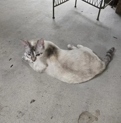An adult medium-sized female Siamese cat named Blue for adoption in Fairhope, AL