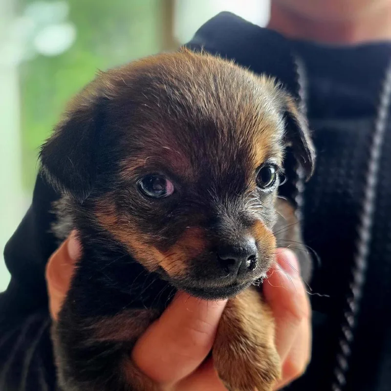 Rosie
