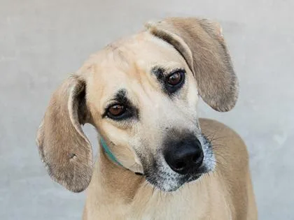 An adult large-sized male Mixed Breed dog named Bogie for adoption in Longmont, CO