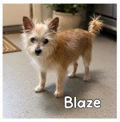 A senior small-sized male Apricot / Beige Yorkshire Terrier dog named Blaze for adoption in Miami, FL