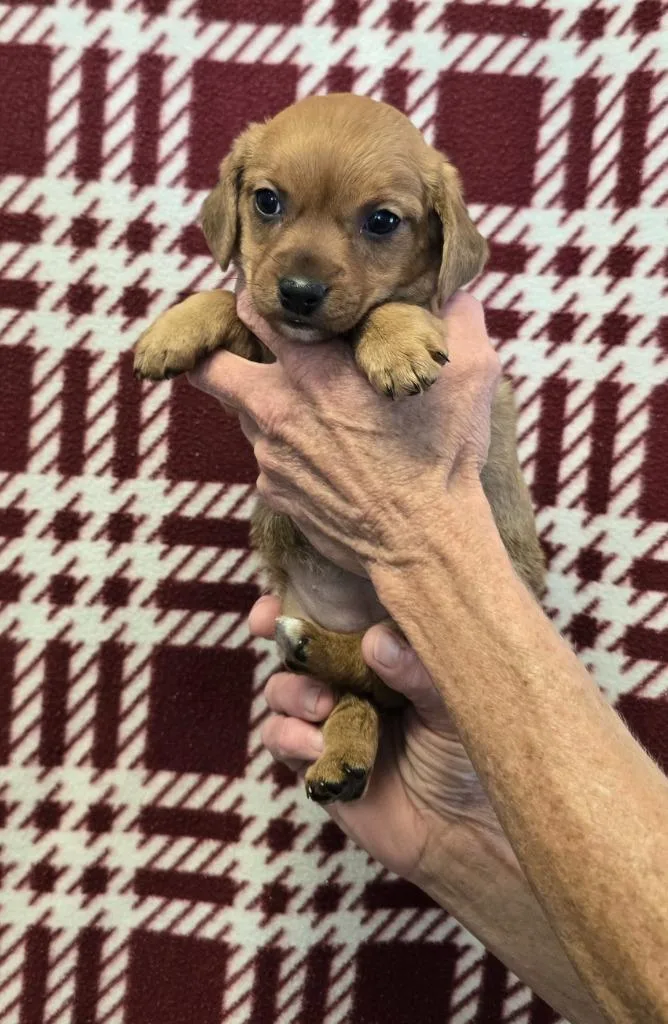 Kahlua