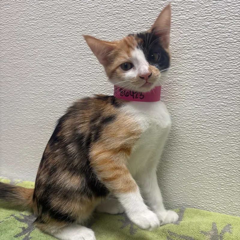 A baby small-sized female Calico Domestic Short Hair cat named Bee for adoption in Albuquerque, NM